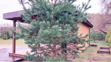 Гостевой летний дом Денвер №5